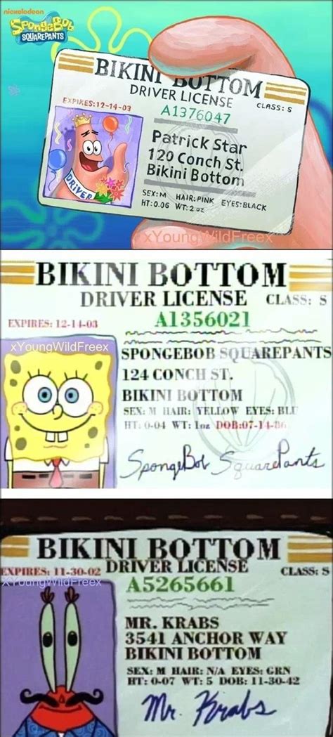 BIKINI BOTTOM Co DRIVER LICENSE Cos SPONGEBOB UAREPANTS E DEDE EA M Seal ANCHOR WAY BIKINI