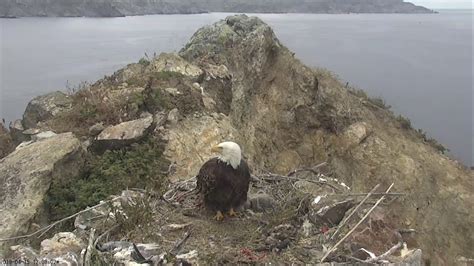 Two Harbors Bald Eagle Cam Powered By Explore Org Youtube Google