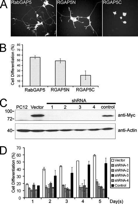 Inhibition Of Ngf Induced Neurite Outgrowth By Rabgap Truncation