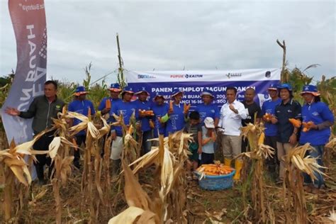 Pupuk Kaltim Tingkatkan Produktivitas Jagung Pipil