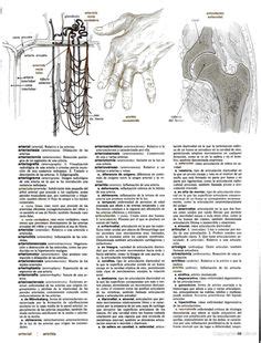 Ideias De Diccionario Medico Glutamina Tronco