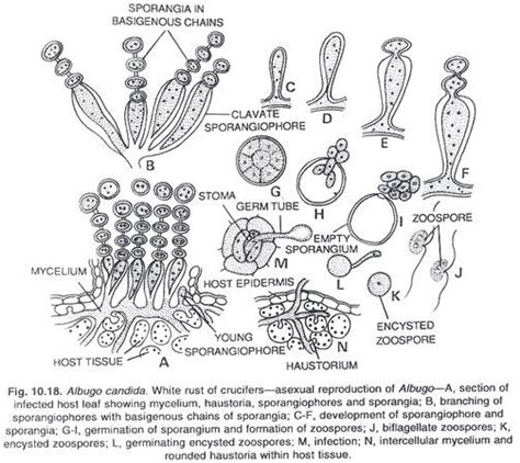 Albugo Life Cycle White Rust Peronosporales