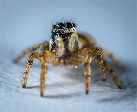 Free Images Macro Photography Close Up Insect Eye Wolf Spider