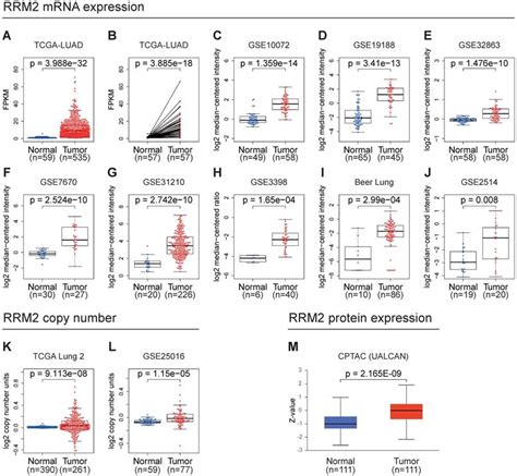 Independent Prognostic Implications Of Rrm In Lung Adenocarcinoma