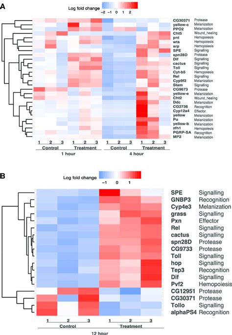 Heat Maps Displaying Immune Related Genes Differentially Expressed In