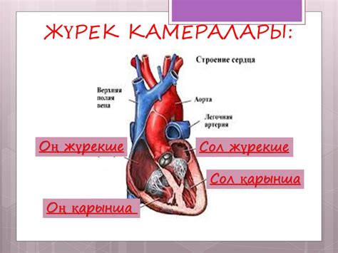 Жүрек, орналасуы, құрылысы, камералары, қабаттары қызметі - презентация ...