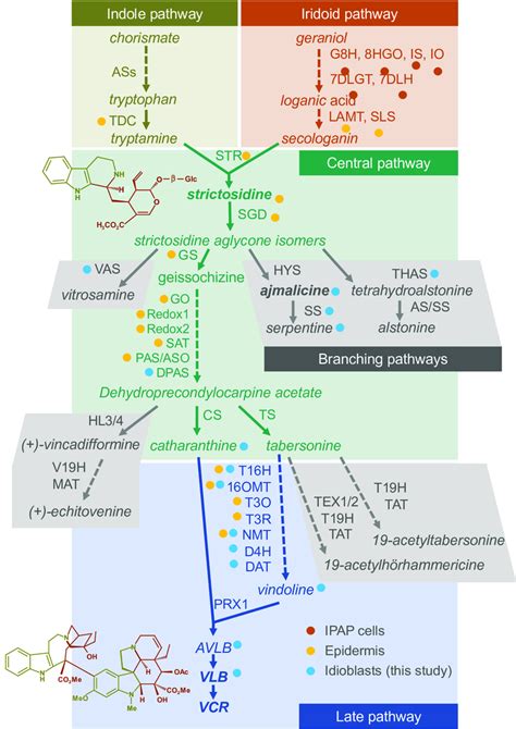 The Mia Pathway In C Roseus The Indole And Iridioid Monoterpenoid