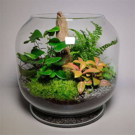 Terrarium Images