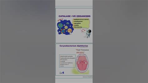 Catalase Positive Organism Microbiology Mnemonics Youtube