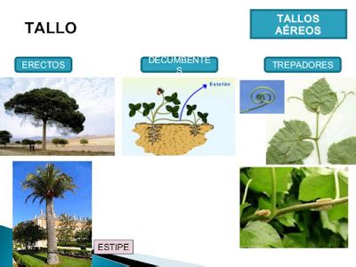 Tipos De Tallos Descripci N De La Morfolog A De La Planta