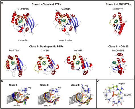 Structural Comparison Of The Catalytic Domains Of Cysteine Based Ptps