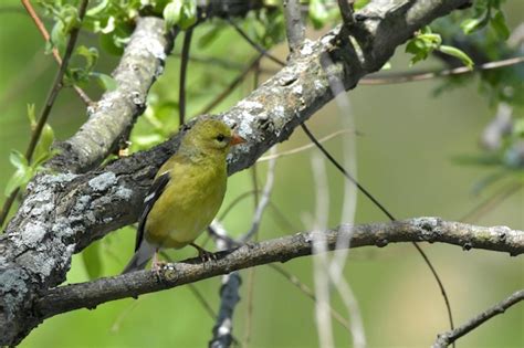 Premium Photo A Female American Goldfinch Carduelis Tristis Perching