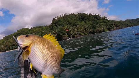 Spearfishing Maori Sea Perch Nembak Ikan Kakap Emas Youtube