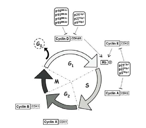 Schematic Representation Of The Eukaryotic Cell Cycle Download