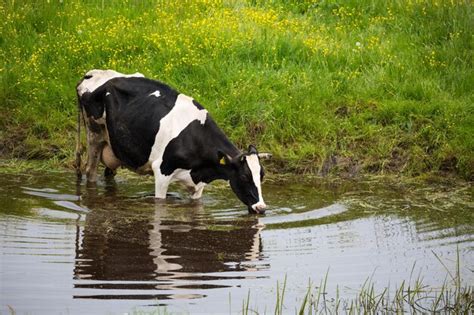 Premium Photo | Cow standing in lake