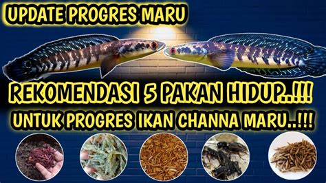 Update Channa Maru Batik Dan Rekomendasi Pakan Hidup Untuk Ikan