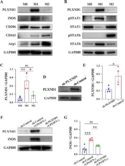 PLXND1 regulates LPS IFN γ induced M1 macrophages polarization A