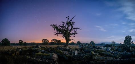 Wallpaper Sky Nature Tree Woody Plant Atmosphere Dawn Night