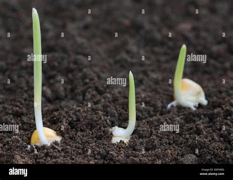 Corn Seed Germination