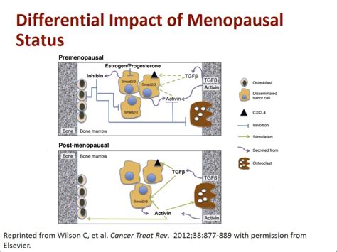 Bone Targeted Therapy In The Adjuvant Breast Cancer Setting Ppt Download