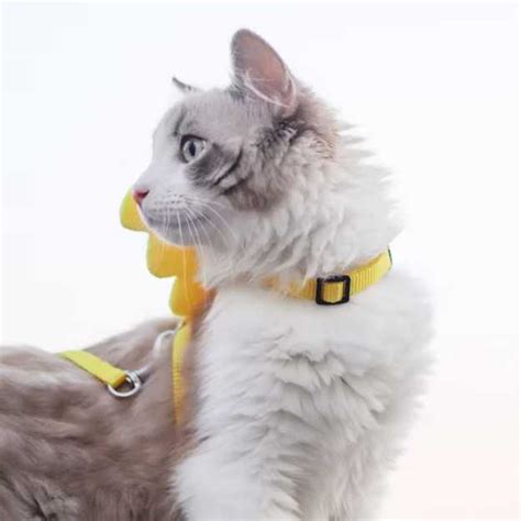 Cat Owners You Need To See These 5 Amazing Cat Harnesses