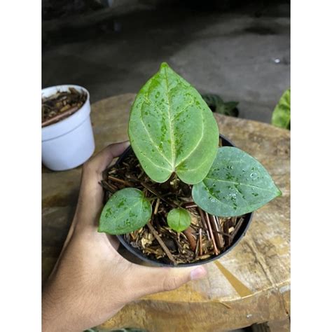 Jual Anthurium King Of Spades Shopee Indonesia