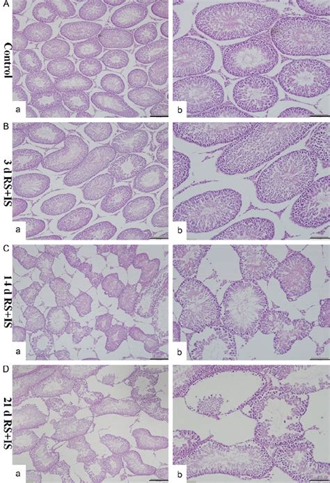 Hande Staining Of The Testis The Seminiferous Tubules Were Regular In Download Scientific