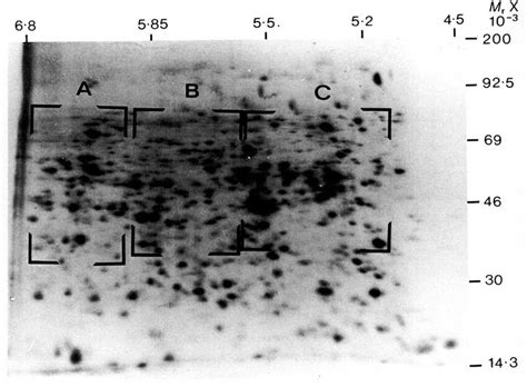 Two Dimensional Fluorograms Of 35 S Methionine Labelled Polypeptides