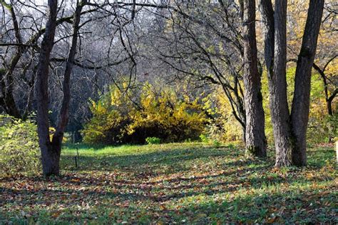 Hermoso bosque de otoño salvaje con follaje colorido y árboles desnudos