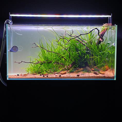 Loving my little underwater garden, debating if I even add fish… : r