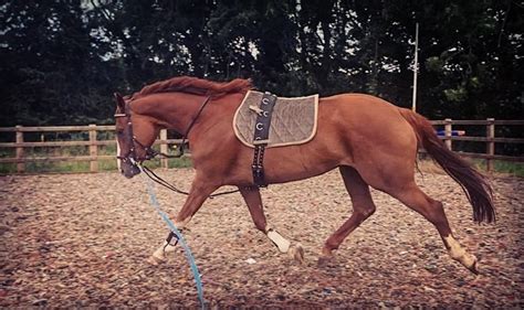 5 Reasons To Regularly Lunge Your Horse Seriously Equestrian