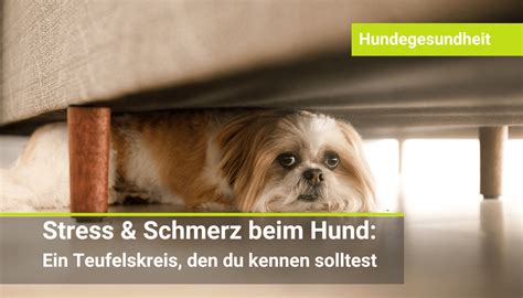 VitaliTier Praxis für Tiertherapie für Hunde Pferde Katzen