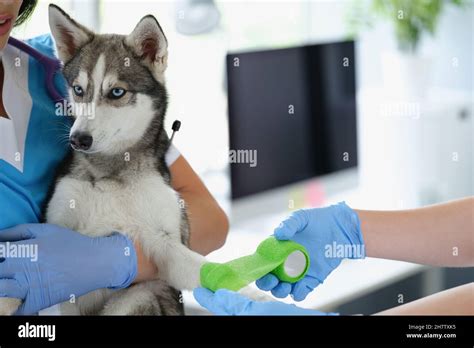 Pata vendaje veterinaria fotografías e imágenes de alta resolución Alamy