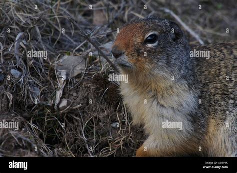 Wildlife Portrait: Prairie Dog/Gopher Stock Photo - Alamy