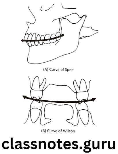 Occlusion Basic Concepts Orthodontics Short And Long Essay Question And