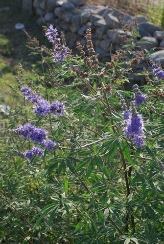 Monnikspeper Vitex Agnus Castus Picturethis