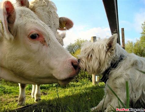 Cowpox in a dog | Worms & Germs Blog