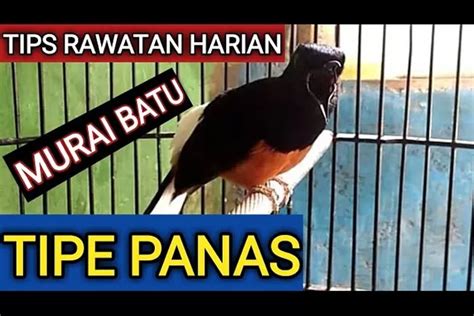 Tips Rawatan Harian Murai Batu Tipe Panas Mengendalikan Emosi Sebelum