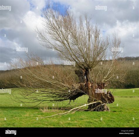 Large Old Pollarded Willow Tree In Field Salx Sp Stock Photo Alamy