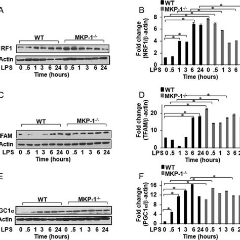 Increased Protein Levels Of Mitochondrial Transcription Factors NRF 1