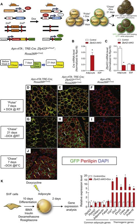 Zfp423 Maintains White Adipocyte Identity Through Suppression Of The