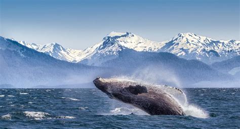 Glacier Bay National Park And Preserve Wallpapers Wallpaper Cave