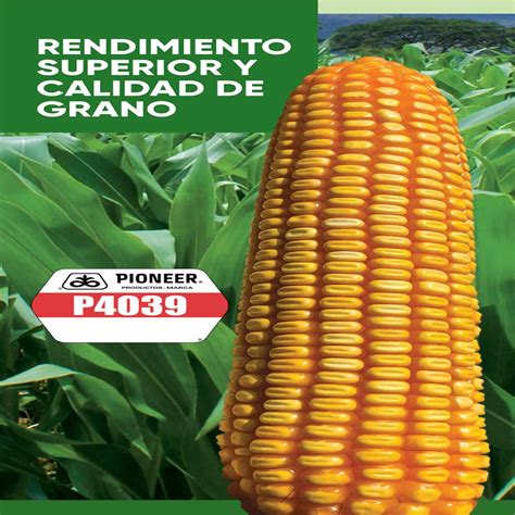 Semillas De Maiz Pioneer F Vyhr Distribuciones H Y H