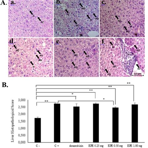 A The Illustration Of Liver Histopathological In Balbc Mice Of