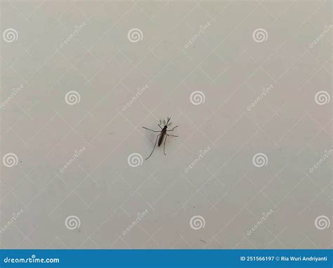 small mosquito stock image image  pest protection