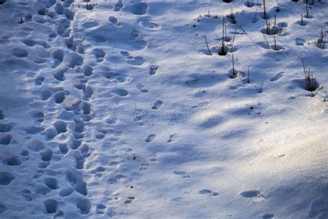 Pegadas Humanas Nas Pegadas De Neve Caindo Na Neve Inverno Neve E Na