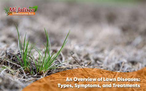 Lawn Diseases Complete Guide To Identify And Treat Them