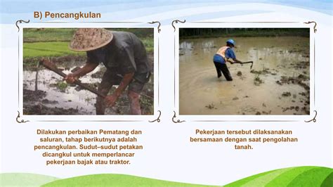 Tahapan Tahapan Pengolahan Tanah Sawah Ppt