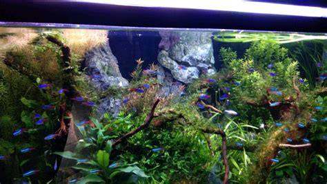 Aquarium Tank In Kochi Latest Price Mandi Rates From Dealers In Kochi