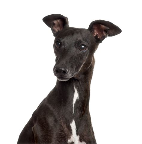 Black Greyhound Pictures Mixed Breeds And Color Variations